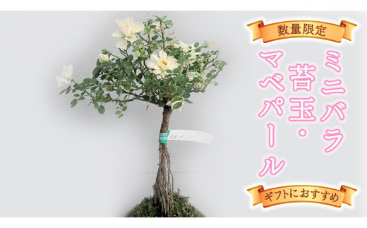 
ギフト におすすめ！ 数量限定 「 ミニバラ 苔玉 ・ マベパール 」 薔薇 贈り物 [BN015ci]
