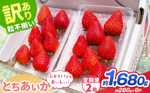 【先行予約】【定期2回】訳あり とちあいか 約 280g × 6P ｜【栃木県共通返礼品】いちご イチゴ 苺 訳あり 不揃い 粒 ハート 栃木県 那珂川町 送料無料
