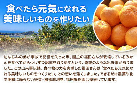 野菜 果物 詰め合わせ 自然栽培 福田果樹園 旬 セット 天草 苓北 熊本 送料無料《90日以内に出荷予定(土日祝除く)》熊本県 苓北町