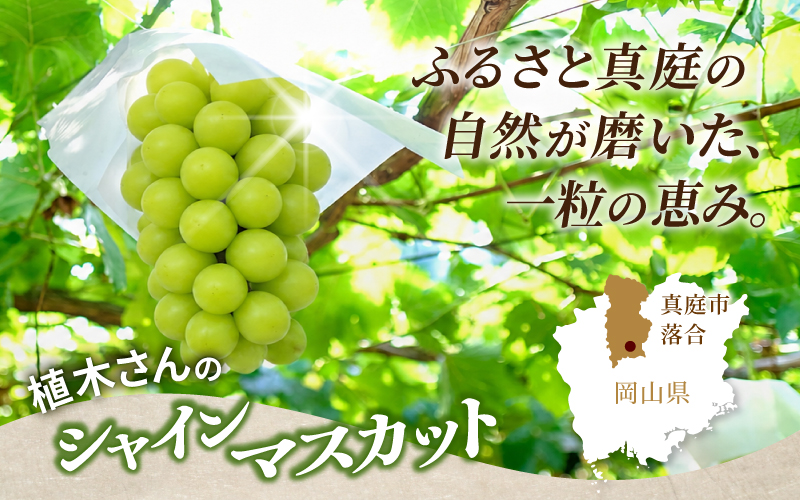 〈パック詰め〉降水量の少ない岡山の自然がはぐくむシャインマスカット「晴天ぶどう」 約1kg （3～4房） 【beac007-01】