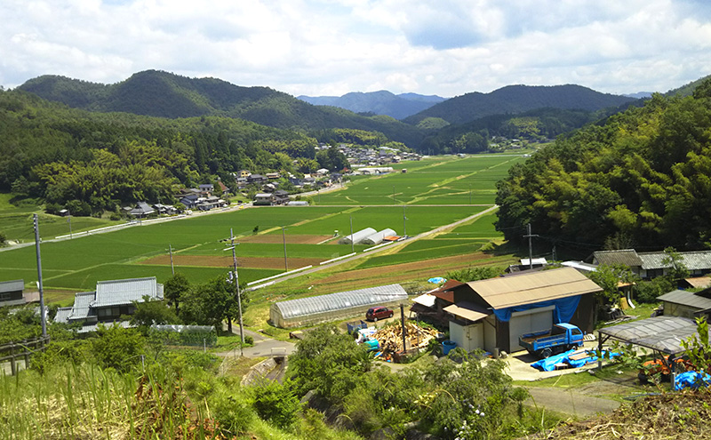 丹波黒枝豆　1kg（枝付き）×2 | 野菜 えだまめ えだ豆 おつまみ 京都府 南丹市