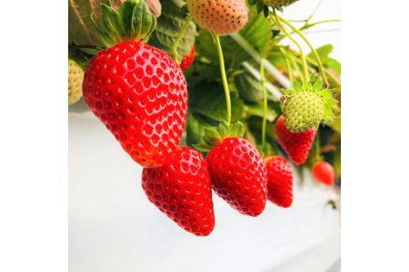 もぎたて！ファームうかわのいちご「赤い妖精」2パック