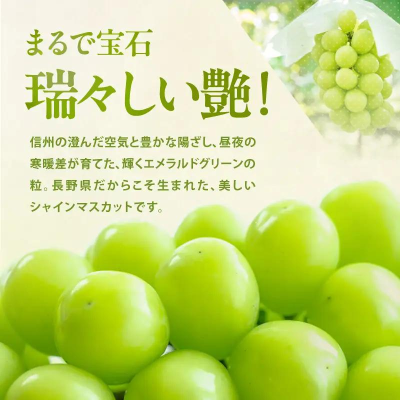 【9月下旬から発送予定】南信州産 甘い大粒 シャインマスカット 約1kg 2～3房｜長野県 飯田市