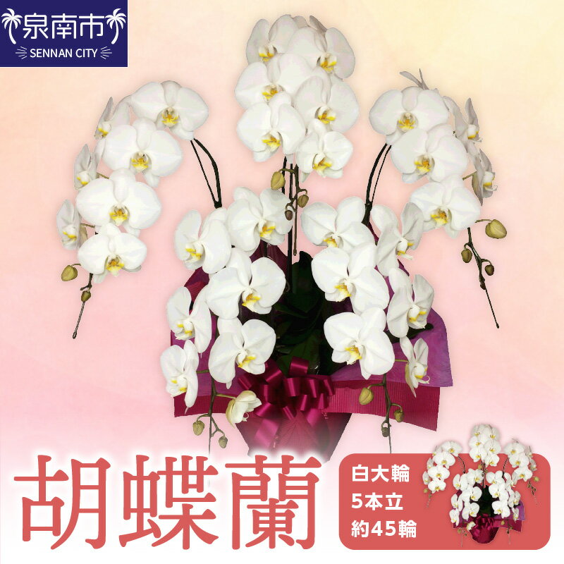 【ふるさと納税】胡蝶蘭 白大輪5本立 45輪【配送不可地域：北海道・沖縄・離島】