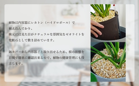 【ブラック】大型観葉植物 ≪1鉢≫ 鉢カバー付き 観葉植物