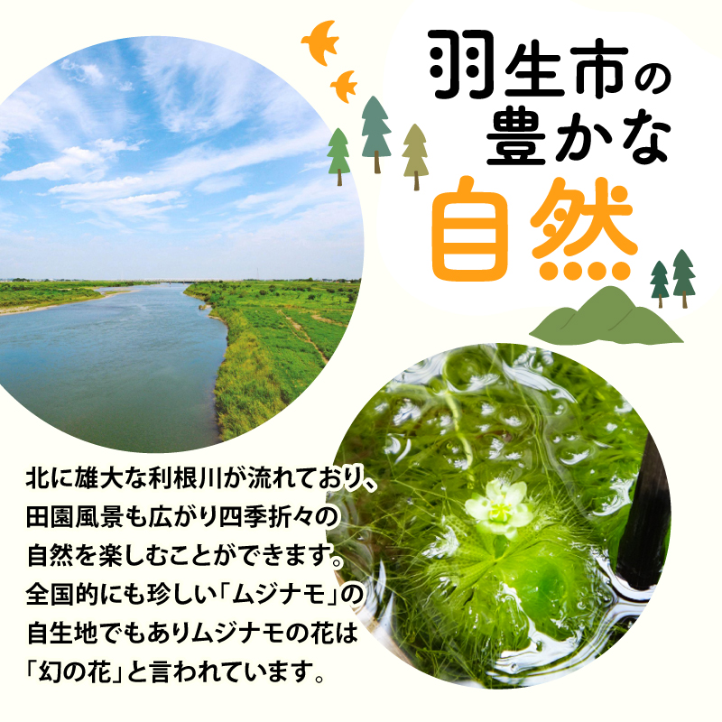 お菓子 羽生の黄金麦 8個入り箱×2箱 小分け お土産 プレゼント 手土産 埼玉県 羽生市