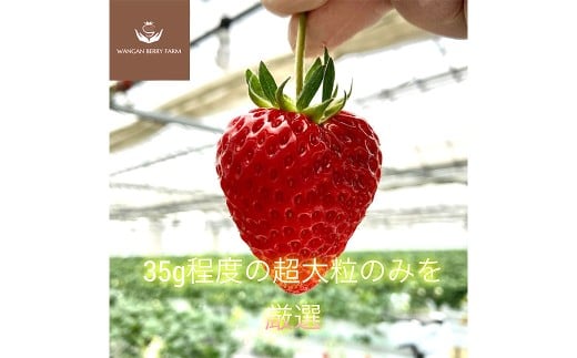 【先行予約】 完熟 プレミアム いちご 「 グランベリー 」 品種： よつぼし 2パック （約315g×2パック 計約630g） ／ 苺 イチゴ ストロベリー ベリー 果物 青果物 フルーツ ギフト 贈答 大粒 【2026年1月上旬～3月上旬迄発送予定】
