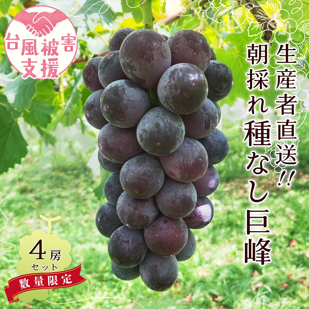 【ふるさと納税】ぶどう 巨峰 種なし 4房 農家支援 台風 災害 支援 先行予約｜ぶどう 巨峰 葡萄 グレープ 果物 フルーツ 甘い おいしい 旬 農家直送 新規就農 甘い 限定 果樹 人気 茨城県 常陸太田市