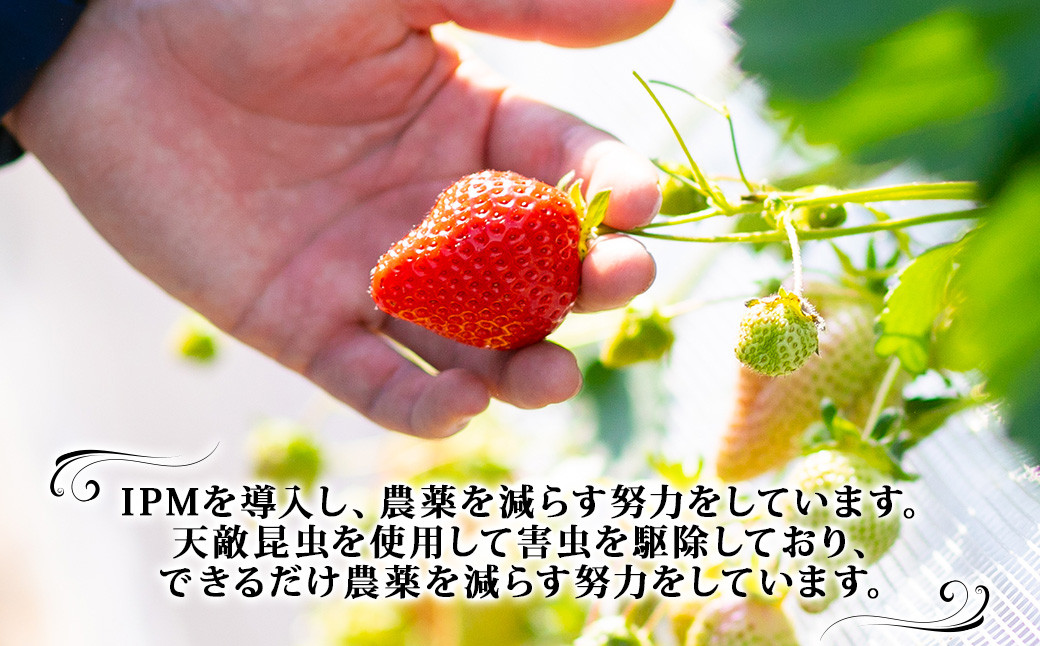  【訳あり】 完熟あまおう 約275g×2パック 合計約550g
