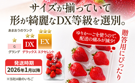 アフター保証 あまおう 8～9粒入り×2パック【先行受付／2026年1月以降順次発送予定】いちご 大粒 不揃い DX デラックス エクセレント 苺 イチゴ 福岡高級 フルーツ 土産 福岡県