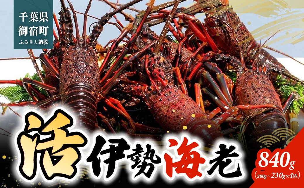 
                  活伊勢海老８４０ｇ（２００～２３０ｇ×４匹） ONJB029
                