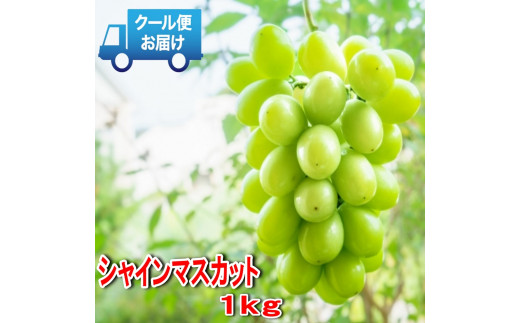 安心のクール便発送　収穫当日に産地直送　シャインマスカット　1kg（2房）　ALPDB001
