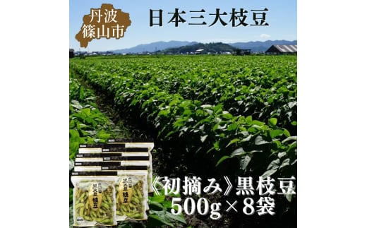 秋の味覚「丹波黒枝豆」  フレッシュな甘み・500g×8袋　初摘み 【2025年10月6～13日頃お届け予定】　プレミアム枝豆 期間限定 黒枝豆 えだまめ エダマメ お取り寄せグルメ 高級 特産品 名産品 おつまみ おうち居酒屋