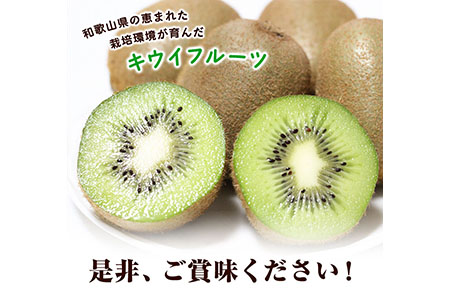 和歌山県産キウイフルーツ約2kg(サイズおまかせ)・秀品 紀の川市厳選館 《11月下旬-4月中頃出荷予定予定》 和歌山県 紀の川市 果物 フルーツ キウイ