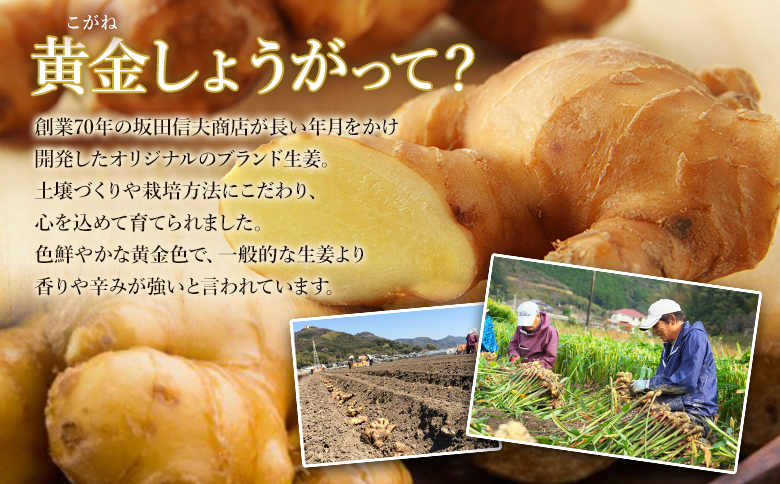 【7日程度で発送】黄金しょうが粉末50g×3袋セット 早い スピード発送 7日程度 早く 届く Xnb-0006