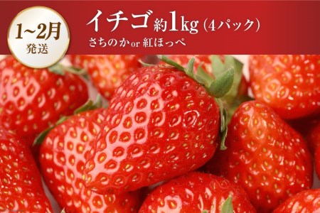 CG083 フルーツ 定期便 全4回
