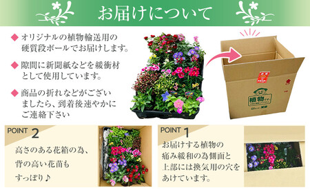 季節の花苗24苗セット