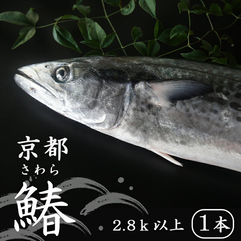 【ふるさと納税】 【11月〜4月中旬発送】 漁師直送！！ 一本釣り 京都鰆 2.8kg 以上 鮮魚 1尾 天然 新鮮 鮮度抜群 冷蔵 ナマモノ 寒さわら 活締め 【送料無料】