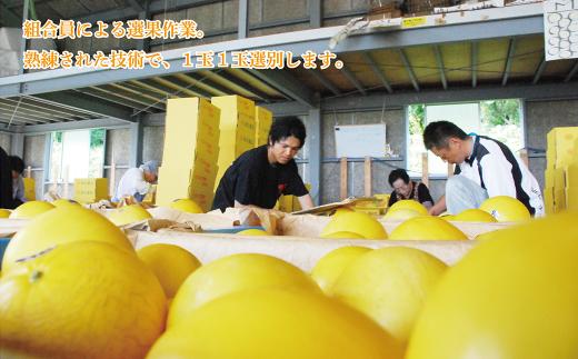 熊本県 菊池市産 キンショーメロン 4kg(6～9玉) 【2024年4月上旬～7月上旬発送予定】メロン ノーネット