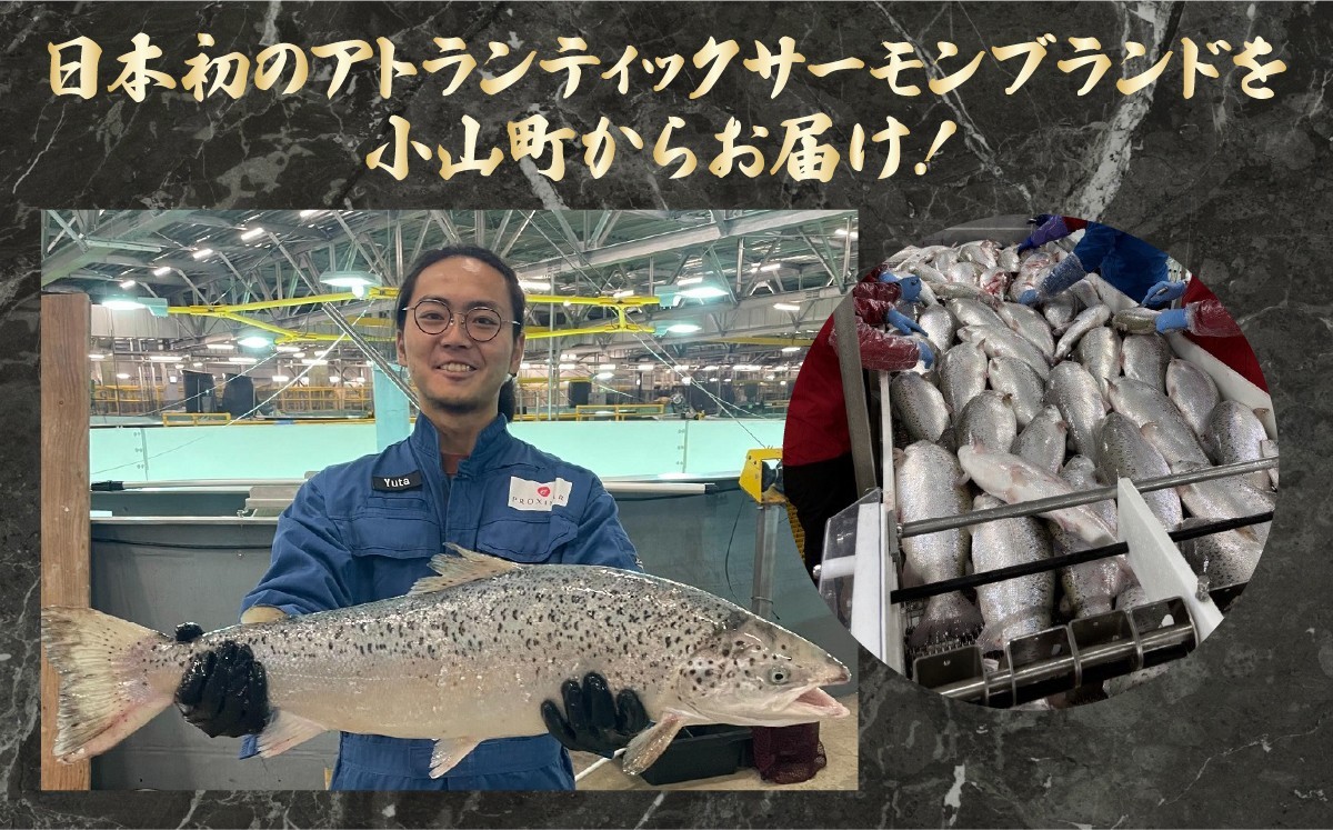 小山町産アトランティックサーモン 冷凍 サーモン漬け丼（約110g×4P）レモンペッパー | サーモン 小分け 真空パック 刺身 海鮮丼 海鮮 魚介 サーモン丼 国産 鮭 養殖 静岡県 小山町