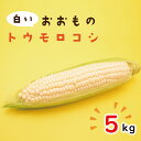 【ふるさと納税】【6月下旬ごろ発送】白いおおもの(トウモロコシ)5kg【とうもろこし コーン 野菜 やさい 夏野菜 糖度 真っ白 純白 期間限定 水戸市 茨城県】（AY-6）