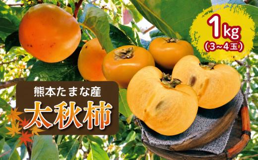 太秋柿 1kg（3玉～4玉） | フルーツ 果物 くだもの 柿 かき カキ 熊本県 玉名市