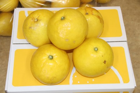 土佐文旦 5kg家庭用 文旦