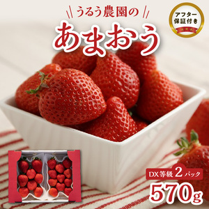 【2026年11月より順次発送】うるう農園のあまおうDX等級 2パック（570g）_ いちご あまおう フルーツ 果物 〔Fi007〕