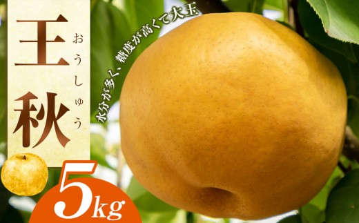 梨 王秋 5kg（JA）※2026年10月下旬～11月下旬頃に順次発送予定【梨 なし ナシ 王秋梨 おうしゅう フルーツ 果物 くだもの 鳥取県産 北栄町 おすすめ 人気 新鮮 甘い】