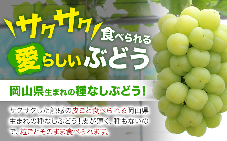 【2025年先行予約】岡山県産 桃太郎ぶどう1房 約500g《2025年9月上旬‐10月中旬頃出荷》晴れの国 おかやま館(フルーツランド岡山) 岡山県 浅口市 フルーツ 果物 青果 旬 葡萄 ぶどう【