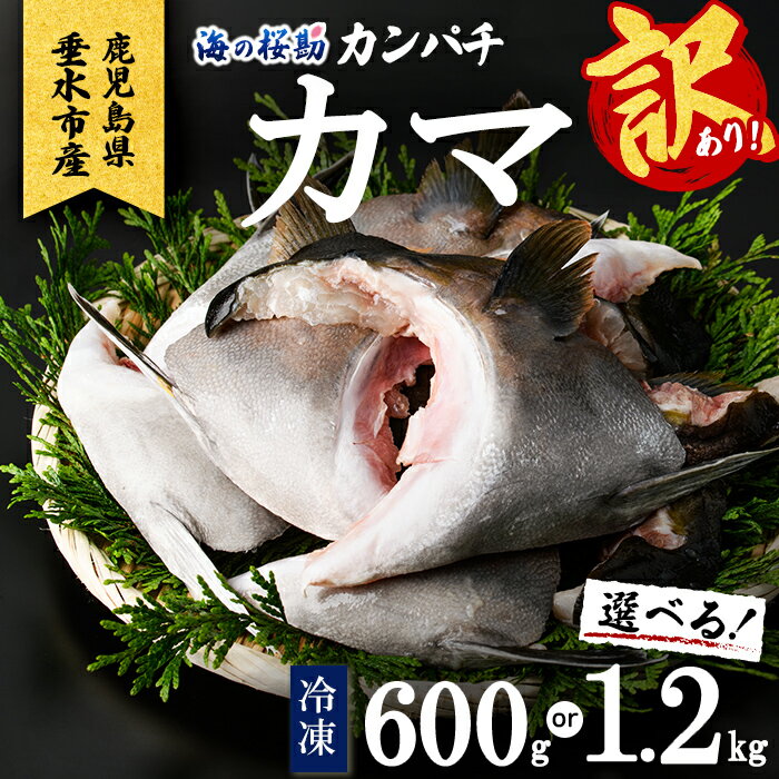 【ふるさと納税】【訳あり】【内容量が選べる！】鹿児島県垂水市産カンパチ『海の桜勘』カマ 1〜2P(計600g or 1.2kg以上) 魚 魚介 海鮮カンパチ かんぱち 勘八 カマ かま 塩焼き 煮付け 冷凍 国産 鹿児島産 垂水【垂水市漁業協同組合】