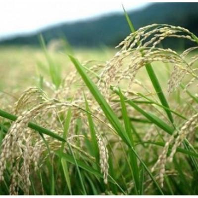 ふるさと納税 与謝野町 京都丹後産コシヒカリ 精米2kg 栽培期間中、農薬を減らして育てたお米　農家直送 |  | 01