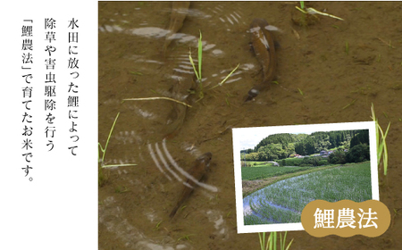 ＜令和６年産新米＞鯉農法 無農薬米コシヒカリ（玄米）８kg