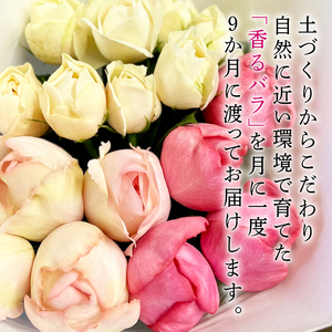 【9ヶ月定期便】 バラ 花束 ブーケ 朝摘み 薔薇 花 定期便 母の日