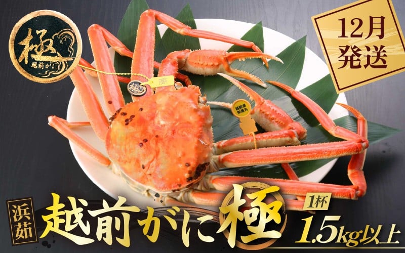 
            ≪浜茹で≫越前がに 極（生で1.5kg以上） × 1杯【雄 ズワイガニ 越前ガニ 姿 ボイル 冷蔵 かに カニ 蟹 福井県】【12月発送分】希望日指定可 備考欄にメールアドレスをご記入ください [e43-x013_12]
          