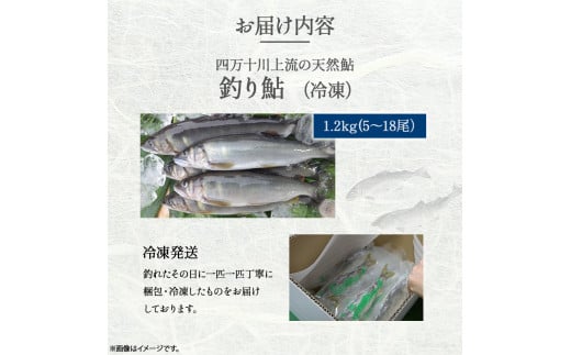 四万十川上流の天然鮎　釣り鮎【冷凍5～18尾】【着日指定不可】Esj-42k