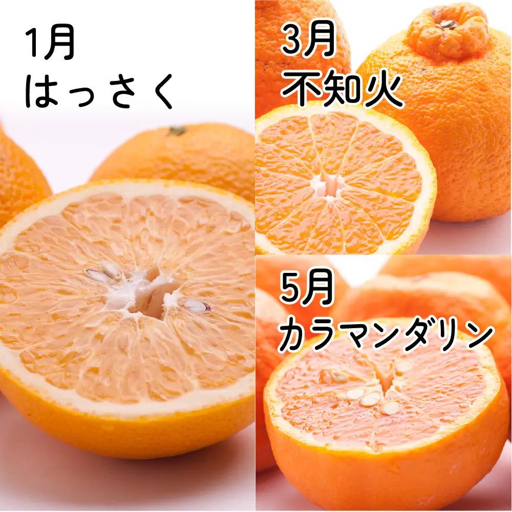 家庭用 柑橘定期便S（奇数月）全6回 ［IKE301］