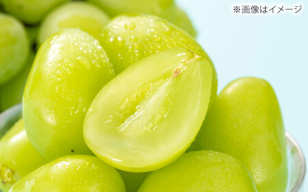 【先行予約】【8月中旬より順次発送】【50個限定】【贈答用】シャインマスカット2房 / シャインマスカット 果物 フルーツ ギフト 新鮮 /　島根県雲南市　/ 寿ぶどう縁[AIEM002]