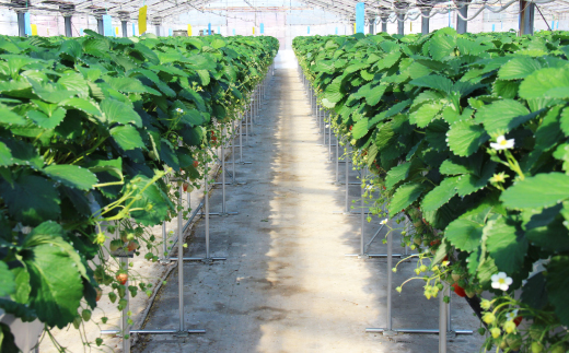 紅ほっぺセット(4パック　約1040g)　甘さと酸味がほどよく後味爽やかないちご【配送不可地域：離島・北海道・沖縄県・四国・九州】