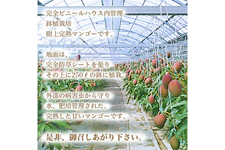 ＜鉢植え 樹上完熟マンゴー 400～450g×4玉 計1.6kg～1.8kg＞2023年5月上旬～6月中旬迄に順次出荷