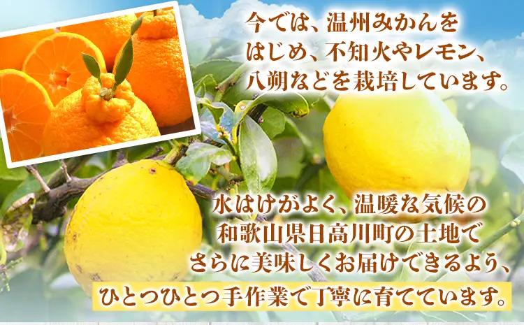 はっさく 訳あり 紅八朔 約4kg