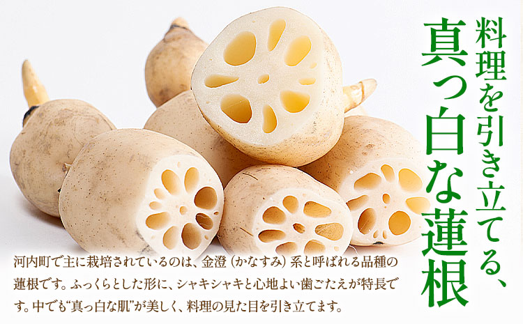 蓮根 4kg まちづくり河内株式会社かわち夢楽《30日以内に出荷予定(土日祝除く)》 茨城県 河内町 蓮根 れんこん レンコン 野菜