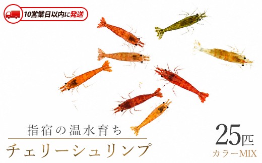 
                  【10営業日以内に発送】【温水育ち】チェリー シュリンプ (赤 オレンジ 茶 透明 等)25匹(otofarm/IB148-005) ※北海道・沖縄・離島配送不可※ エビ 観賞用 生体 ミックス 飼育 ペット 生き物 魚 初心者 観賞魚 水槽 アクアリウム
                
