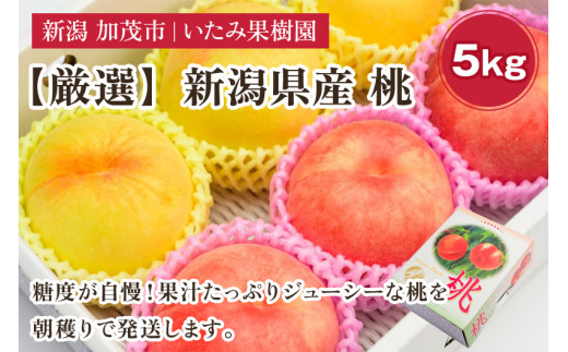 【2026年先行予約】新潟県産 厳選旬のもも 約5kg（1品種） 《7月下旬～出荷予定》 果物 フルーツ 桃 加茂市 いたみ果樹園