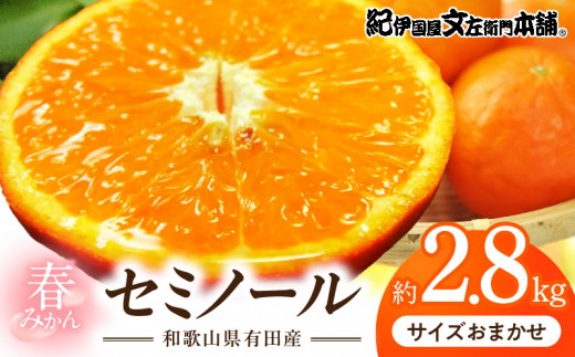 
                  セミノール オレンジ 約2.8kg 和歌山県有田産 春みかん (果実サイズおまかせ) 春柑橘 紀伊国屋文左衛門本舗_V7418
                