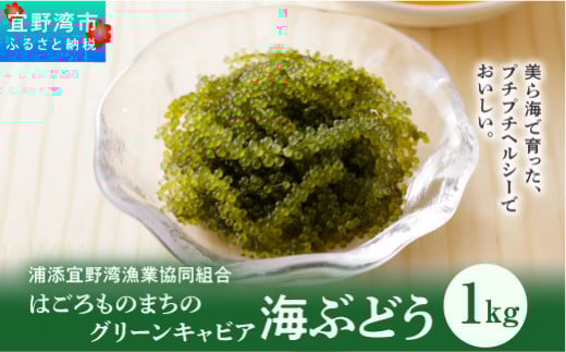 【はごろものまちのグリーンキャビア】海ぶどう（1kg）