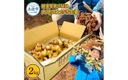 健康長寿の秘訣 大地の土付き生姜2kg 〈2026年11月中旬〜2027年7月下旬発送〉高知県 土佐市【やの一果彩】[BQAC040]
