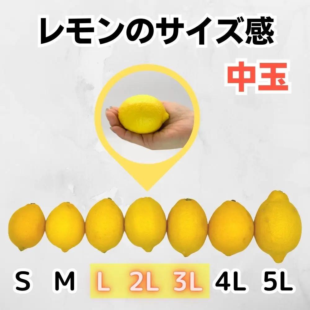 レモン 中玉 国産 箱込2.5kg(内容量約2.3kg) 秀品 L 2L 3L サイズミックス 和歌山県有田産 【みかんの会】