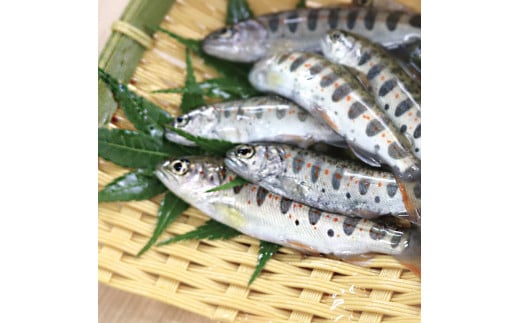 【数量限定 アメゴの稚魚の甘辛唐揚げ「稚魚ウマ」（冷凍) 】 アメゴ アマゴ 珍味 おいしい B級グルメ お取り寄せグルメ 馬路温泉 お中元 お歳暮 父の日 母の日 敬老の日 高知県 馬路村【483】