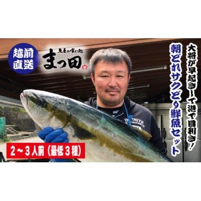 ふるさと納税 福井市 大将におまかせ!朝どれサクどり鮮魚2〜3人前 【4月〜10月発送】